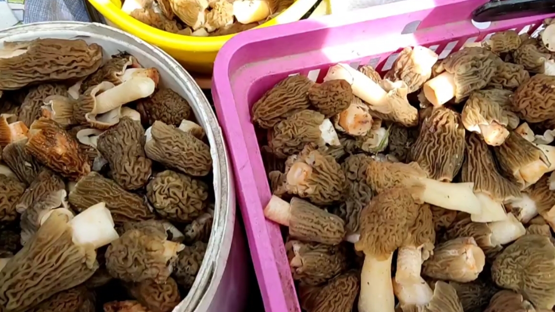 Нарвалась на грибное место   торговля на трассе грибами 