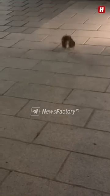 Видео драки крыс в центре столицы Австрии Вены покоряет соцсети