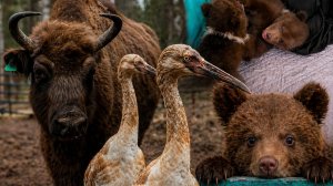 Президентский фонд природы поддержал более 150 проектов по спасению диких животных в России