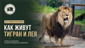 Как живут Тигран и Лея