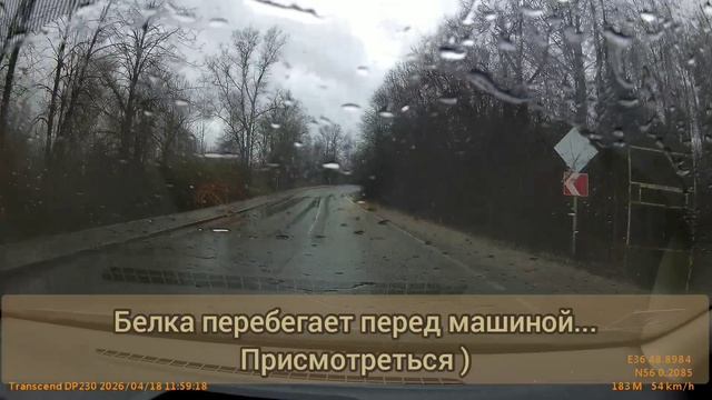 Белка перебегает перед машиной. 18 апреля 2026.