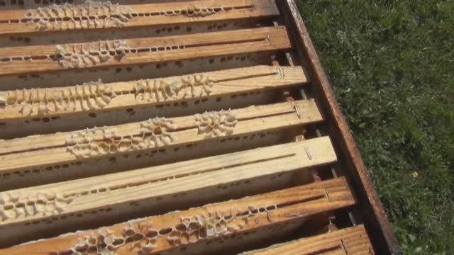 Бакфаст и его рабта.