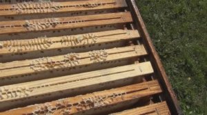 Бакфаст и его рабта.