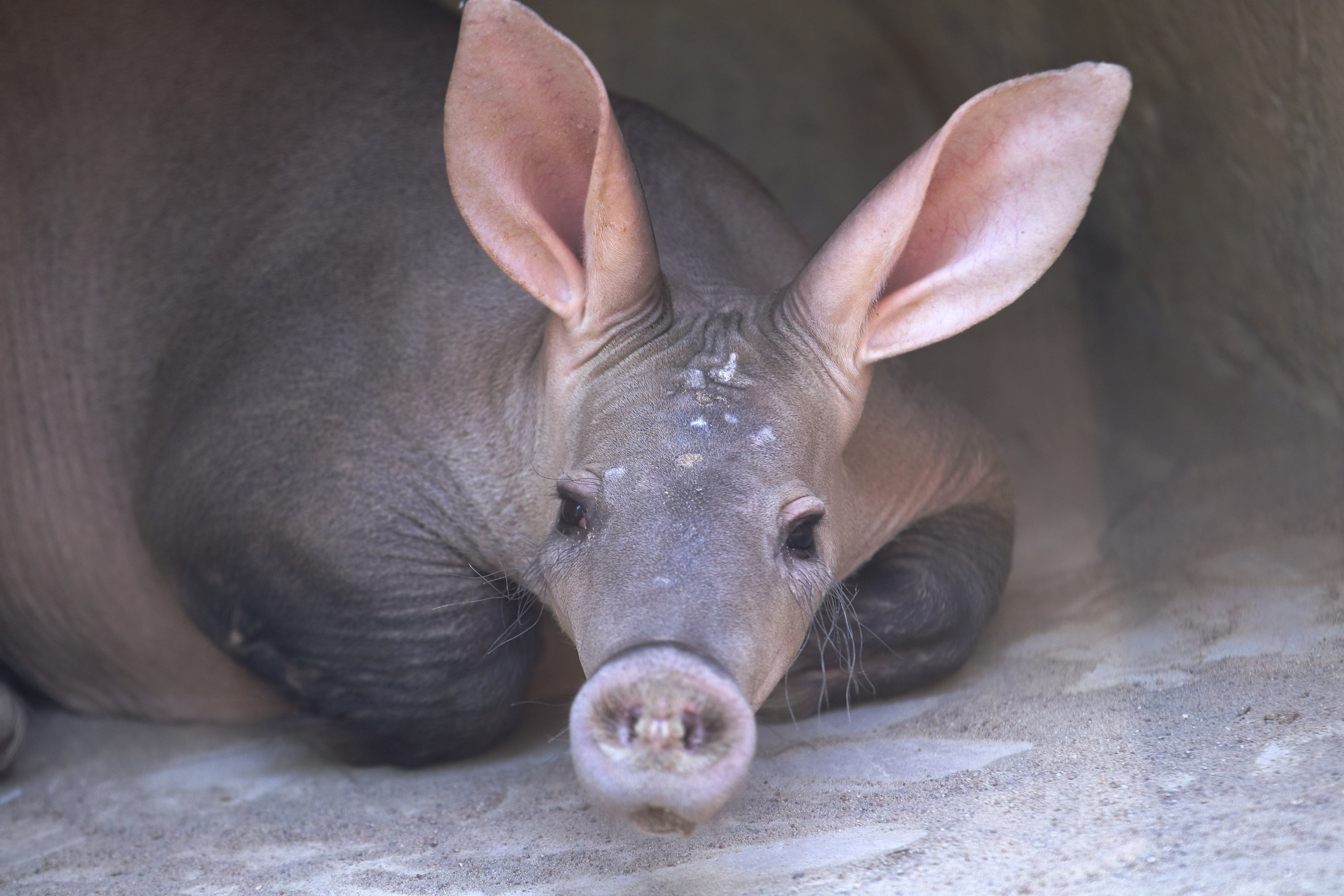 Трубкозуб Терренс