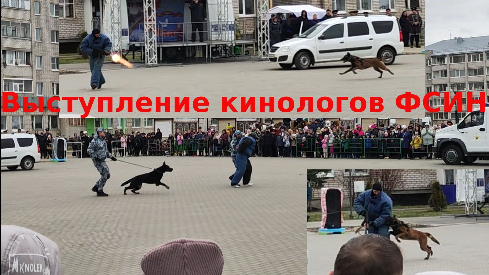 Кинологи Вологодского ФСИН демонстрируют работу собак