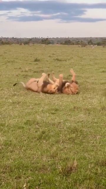 Встретились как-то два царя зверей