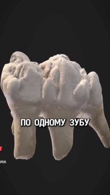 Почему учёные уверены в эволюции