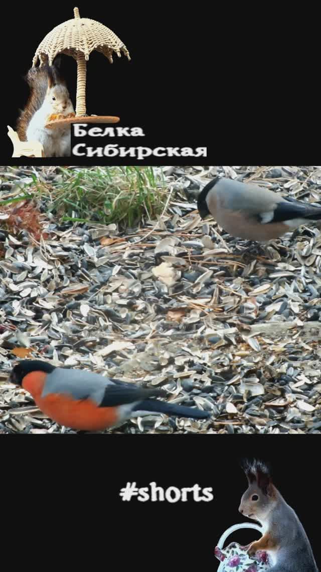 Снегири весной летают парами