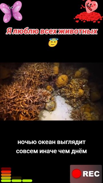 Животные приколы и не только😅