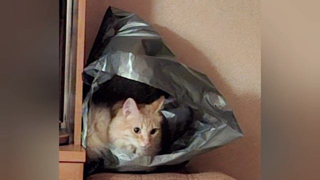 Типичный день кота