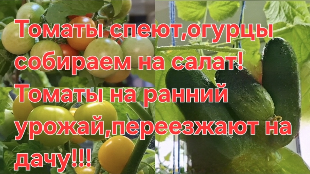 Томаты для раннего урожаяпереезжают на дачу!!!Огурцы и черрики поспевают на окне!Любуюсь цветами!