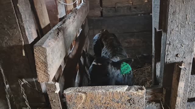 Шурик дома/ дела по дому и в сарае