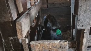 Шурик дома/ дела по дому и в сарае