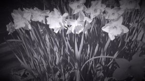 W Croft: Voluntary XIII in D minor