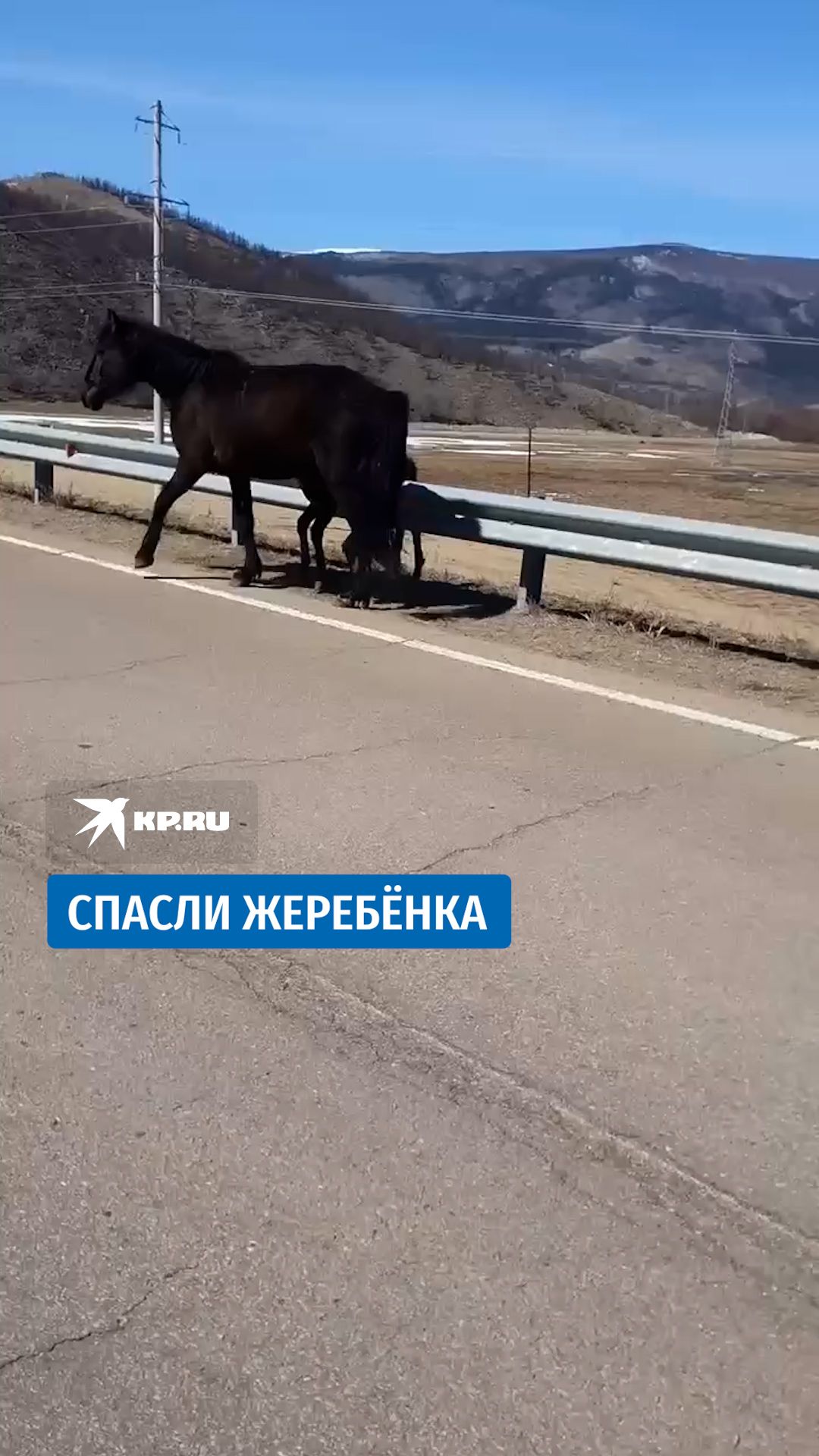 Мужики спасли жеребёнка, застрявшего на ограждении дороги