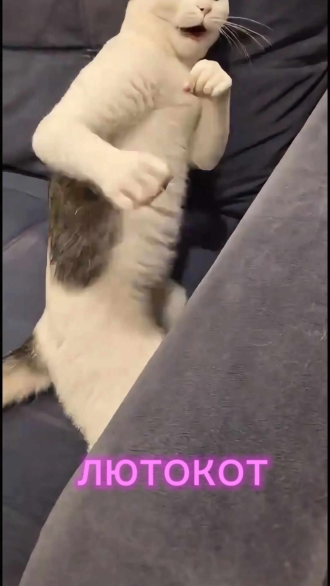 Кот мортал комбат