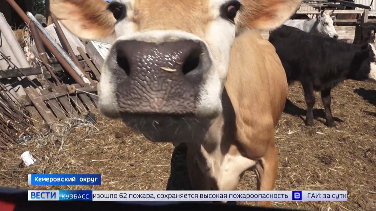 Не мычите, здесь нельзя: кто нарушает правила разведения скота в Кемеровском округе?