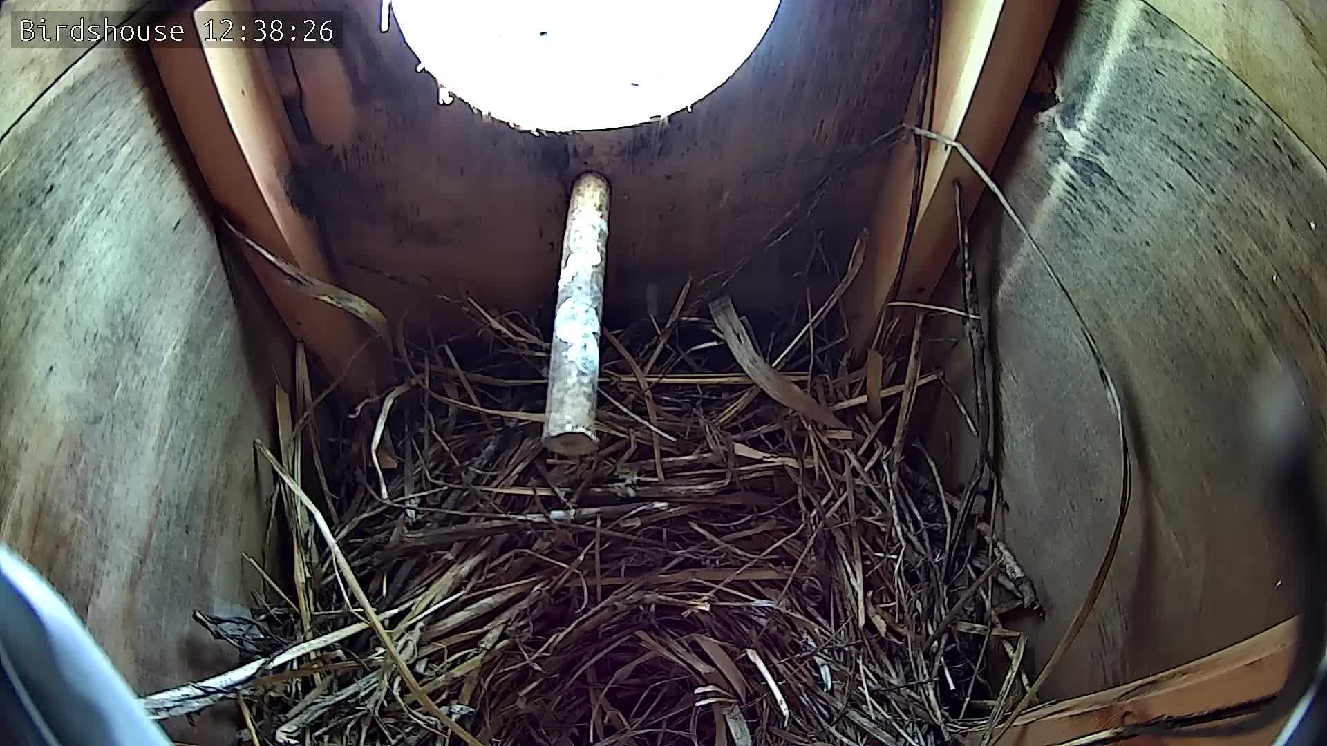 Скворечник - трансляция онлайн