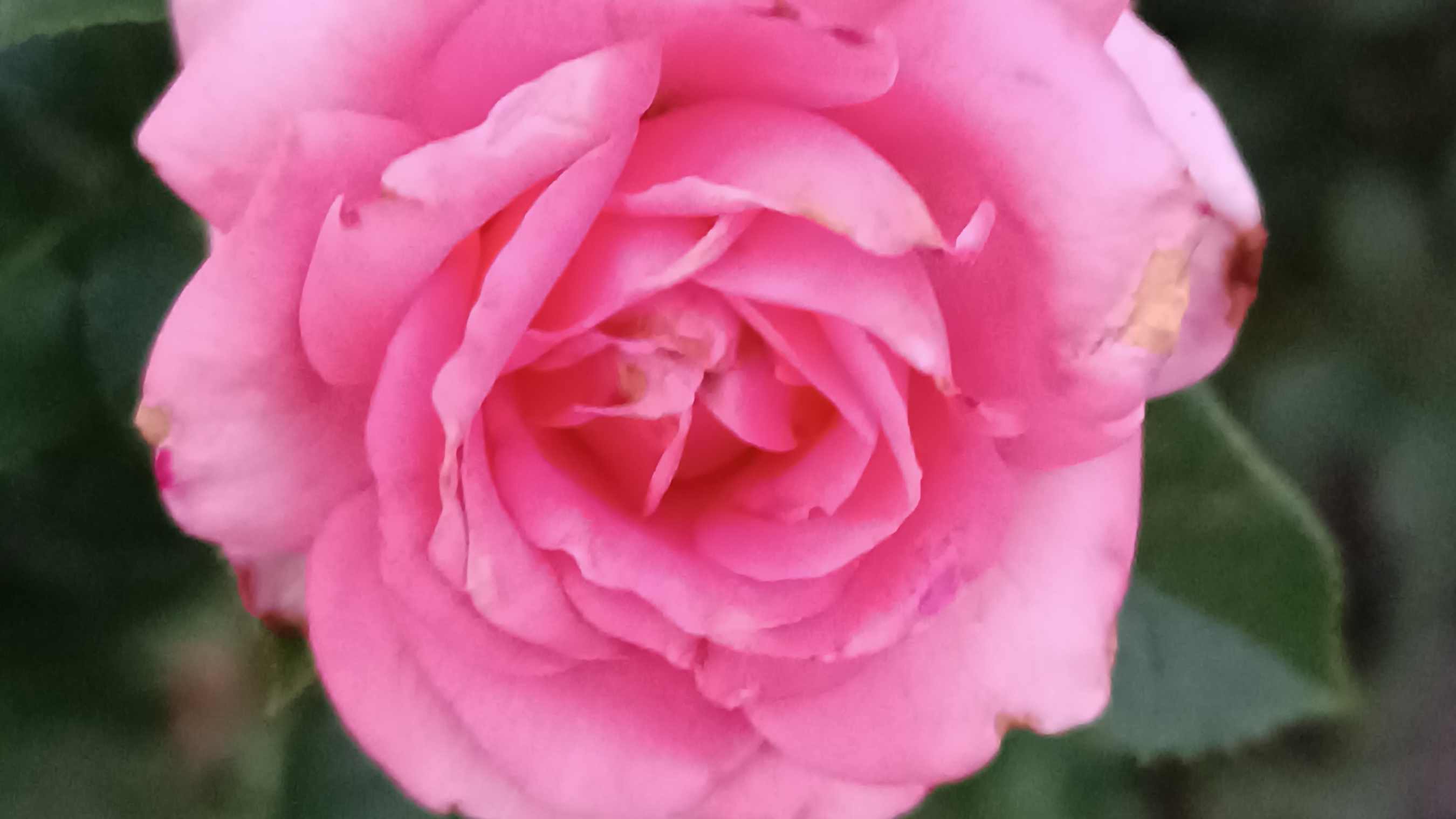 Розы  это тишина которая научилась говорить ароматом.