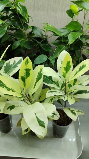 Фикус Микрокарпа Альбомаргината  30.04.2026 фикусныйдом фикусбенджамина фикусы