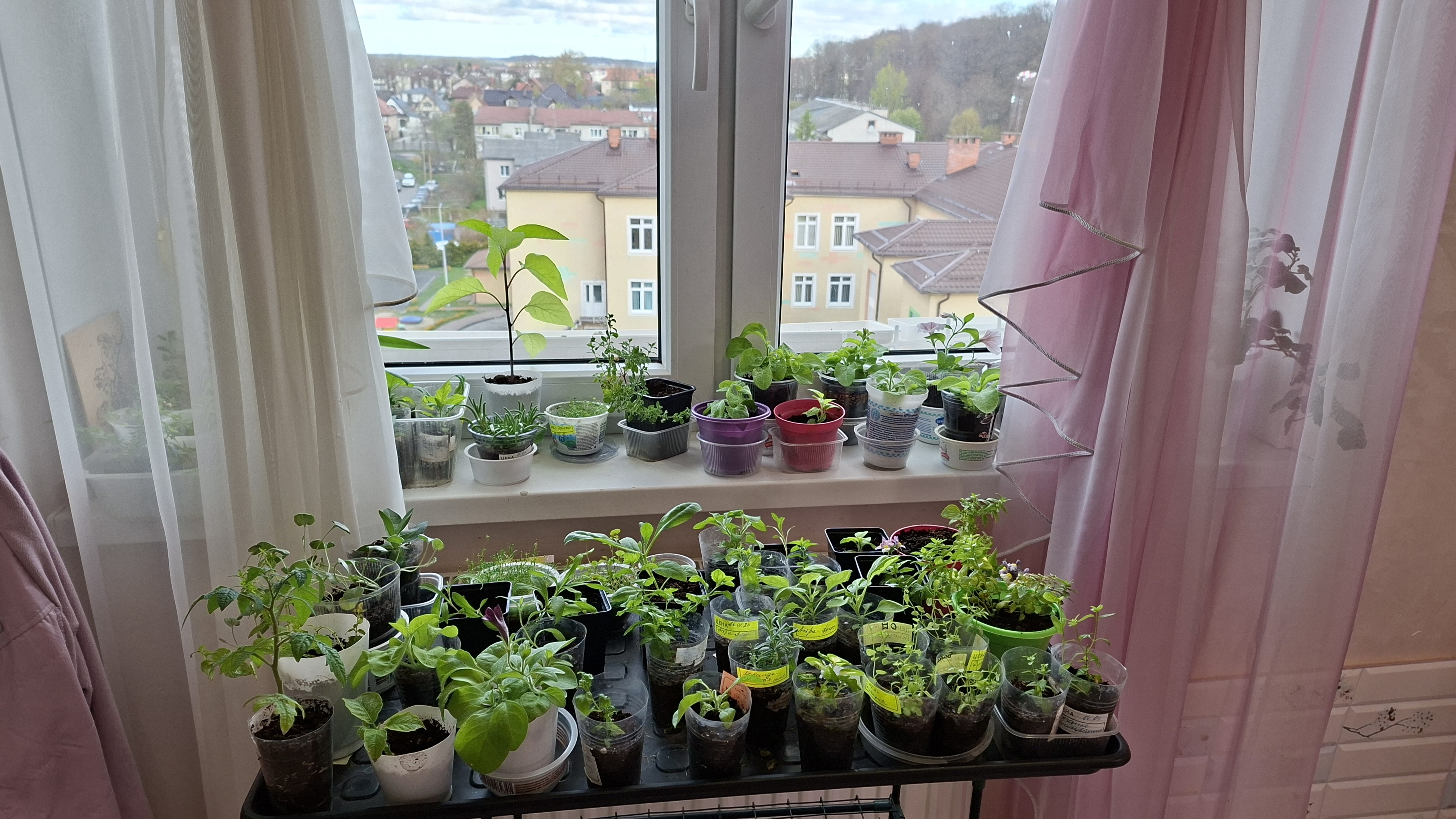 Моя цветочная рассада  ютится до сих пор дома😌.Обзор на конец апреля🌸🌿