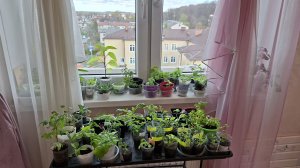 Моя цветочная рассада  ютится до сих пор дома😌.Обзор на конец апреля🌸🌿