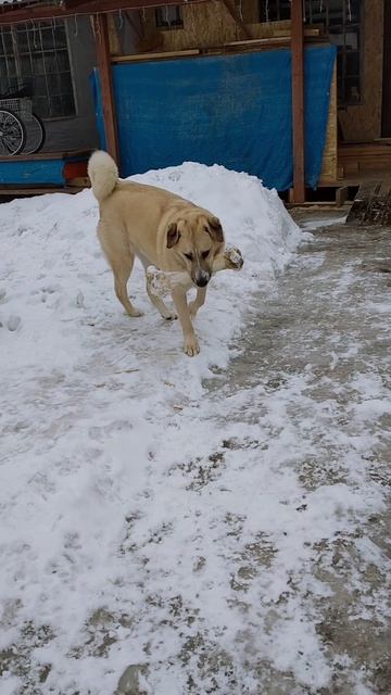 хозяйственный 