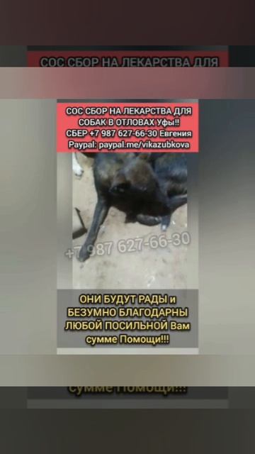 На них никто не откликнулся спасти,
Они  остались в беде..
‼️Сбор на мед.прерараты для них!
29.04.26