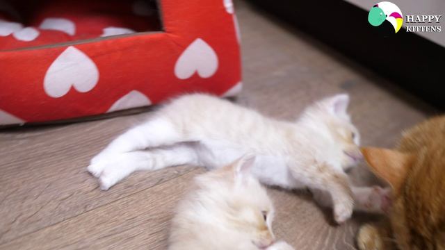 Мама-кошка заботливо ухаживает за своими милыми котятами вылизывая их и согревая.