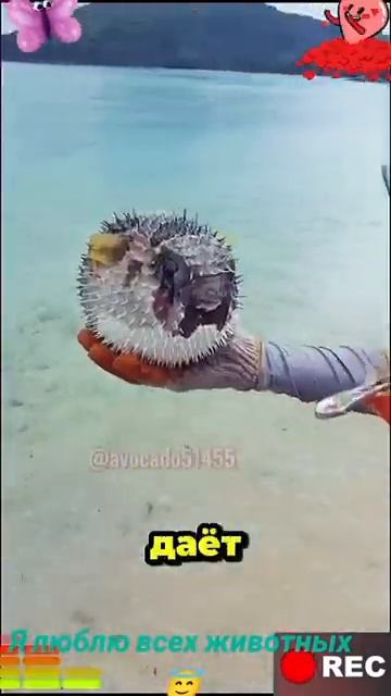 Животные-приколы и не только😉😅