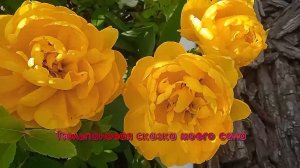 Тюльпановая сказка моего сада  *