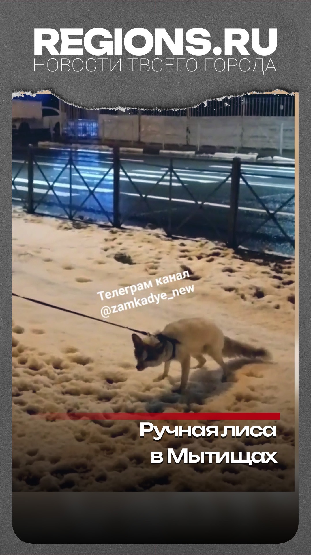 Ручная лиса в Мытищах