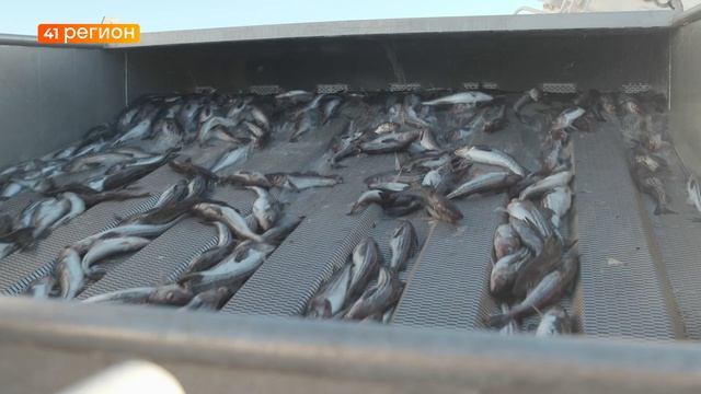 7 ТЫСЯЧ ТОНН ТРЕСКИ ДОБЫЛИ РЫБАКИ-ДАЛЬНЕВОСТОЧНИКИ • НОВОСТИ КАМЧАТКИ