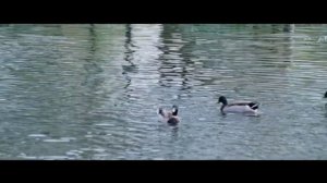 Ипотечные облигации простыми словами, сцена из фильма «Игра на понижение» 2015