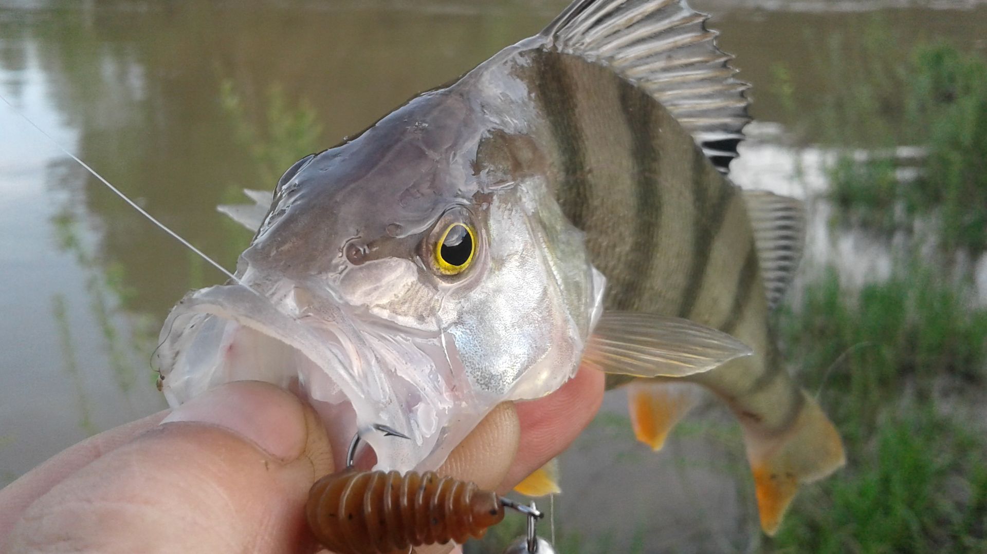 МИКРОДЖИГ В ЗАБРОДКУ