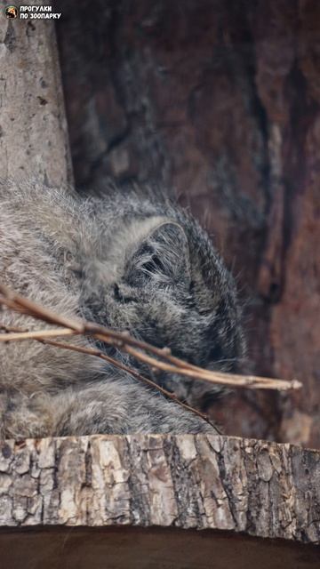 Манул Шу проснулся, чтобы умыться. Ленинградский зоопарк