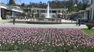 Кисловодск. Прогулка по парку и Курортному бульвару под пение птиц и цветение тюльпанов. 29.04. 2026