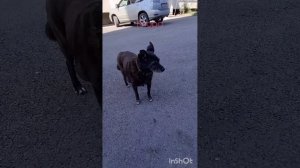 это утренний влог который я делала сегодня#3д игрушки