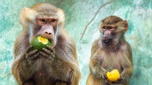 НЕ досталось Мане авокадо, Люся отобрала себе ! В семье гамадрилов кто успел, тот и съел!