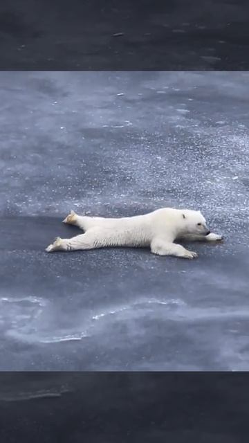 белый медвель