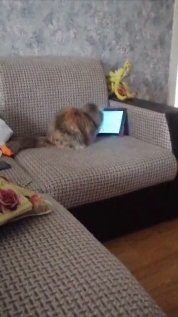 А вы включаете своим пушистикам рыбок?