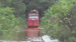 Бразильский дальнобой