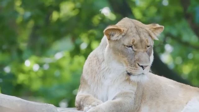 Меня ПОХИТИЛ 4-метровый ангел Я побывал на ДРУГОЙ ПЛАНЕТЕ и узнал секрет ОКОЛОСМЕРТНЫЙ ОПЫТ