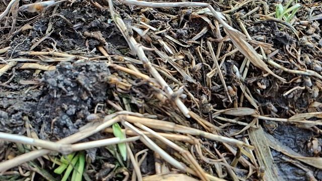 Пчёлы на берегу Ижоры