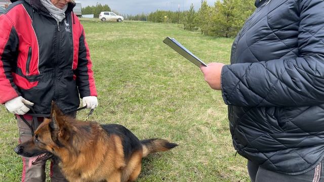 Выстрел 2. Кёрунг АЛЬМЕТЬЕВСК 25 апр26 Ю.Овсянникова 4 собаки