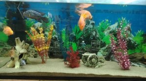 Аквариум с рыбками