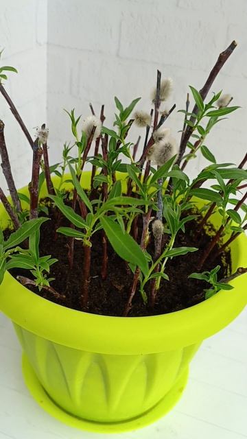 Удивительно, как природа умеет возрождаться!