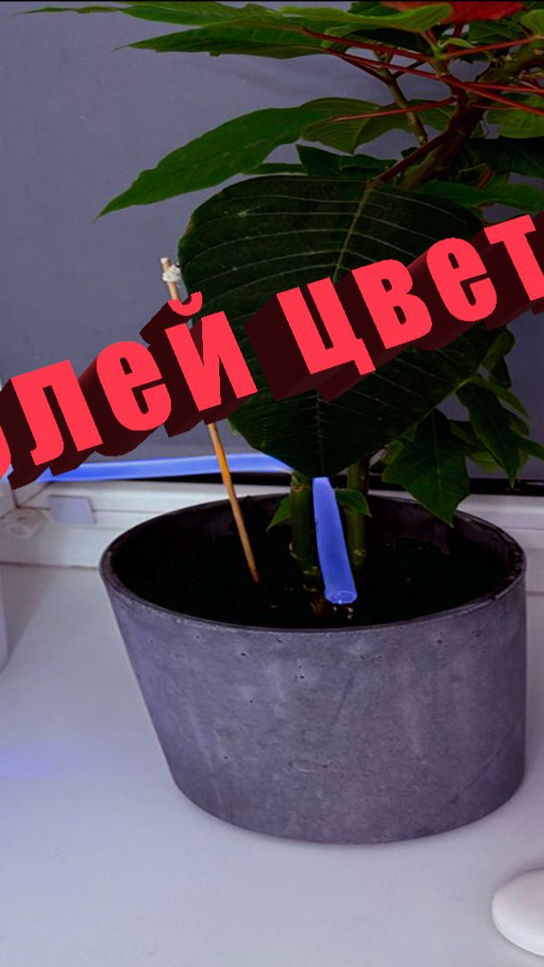 Умный полив Умный дом Яндекс Shorts