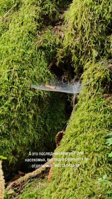 Кемпинг для насекомых 