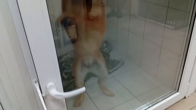 В заклеенной скотчем коробке прижавшись друг к другу... Одна из них нашла свою семью!  Айда